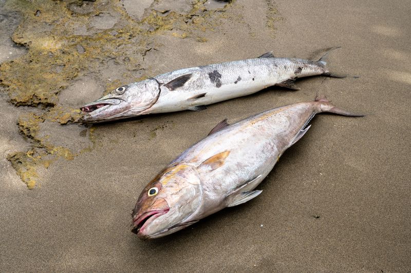 Stranded Fish Are Not Beach Treasures