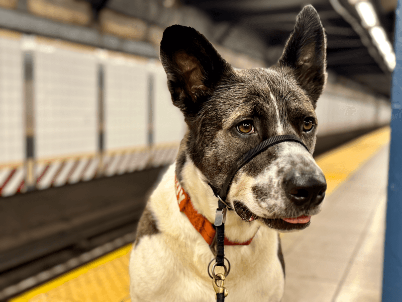 City Noise Makes Some Pups Hesitate