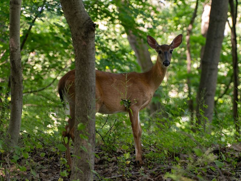 Wildlife Shows Up More Often Upstate