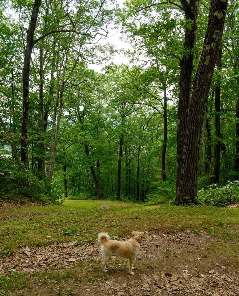 Wildlife Encounters Shape Rural Walks