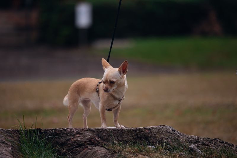 Choke Up On The Leash Near Steam