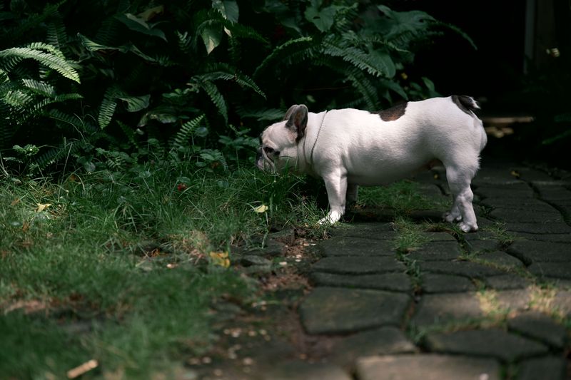 Build a Cooler Path to the Potty Spot