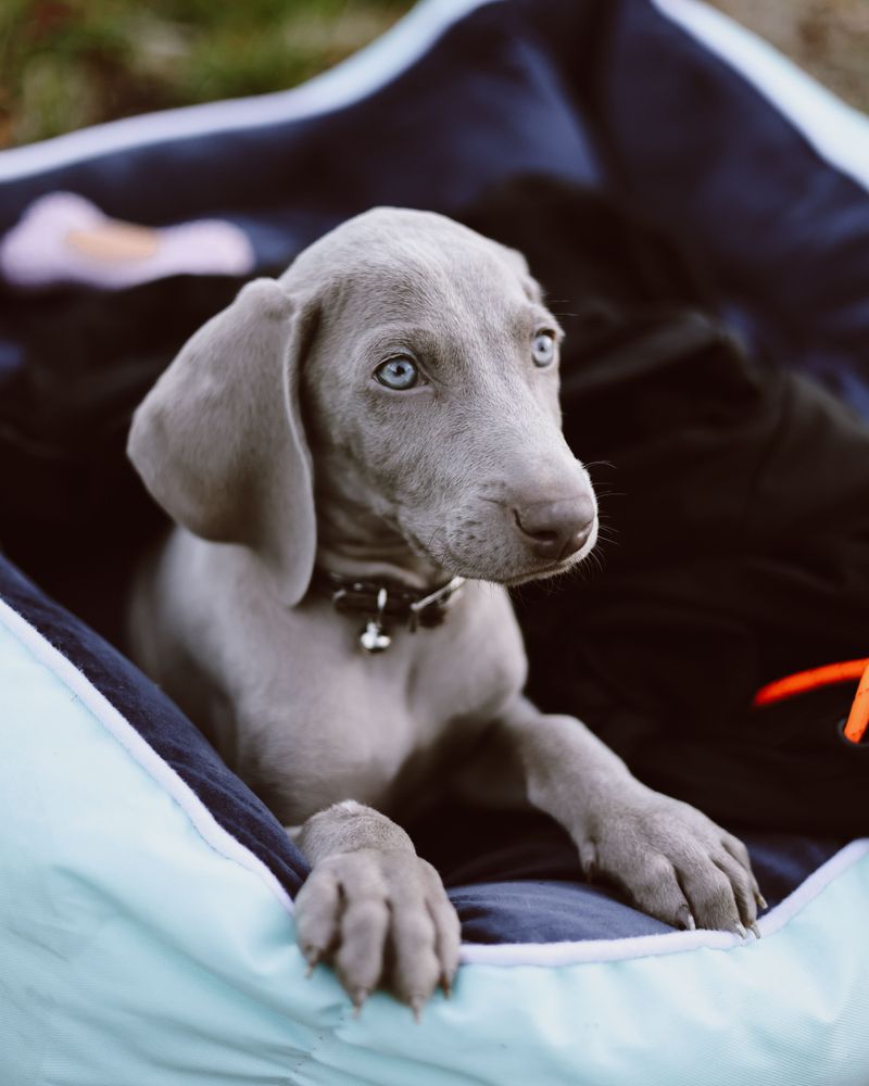 Pick Puppy Beds and Crate Pads That Survive the Washer