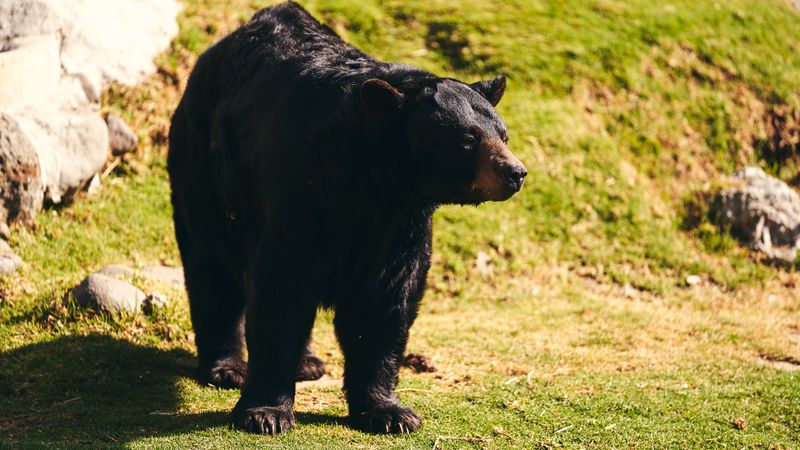 Keep the Bear in Sight