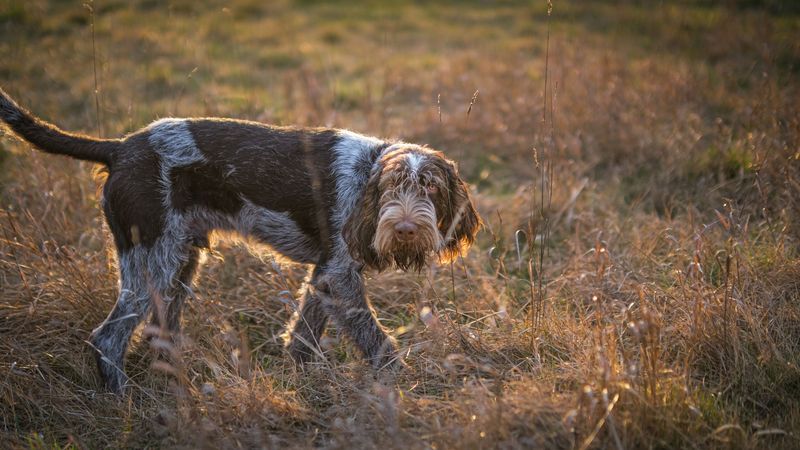 Spinone Italiano