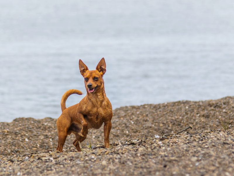 A Limp After the Walk