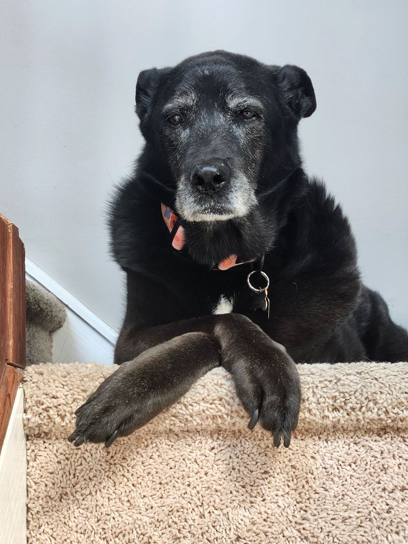 Stairs Can Affect Older Dogs