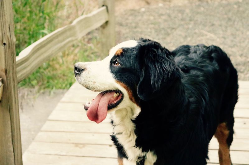 Bernese Mountain Dog