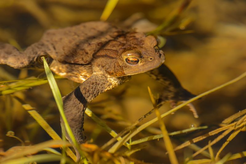 Frogs And Toads May Draw Curious Dogs