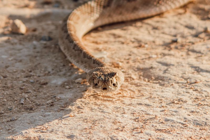 Prairie Rattlesnakes in the Panhandle
