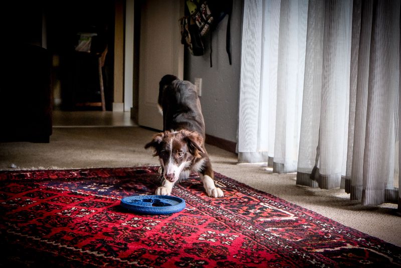 Fetch Down The Hallway, Reinvented