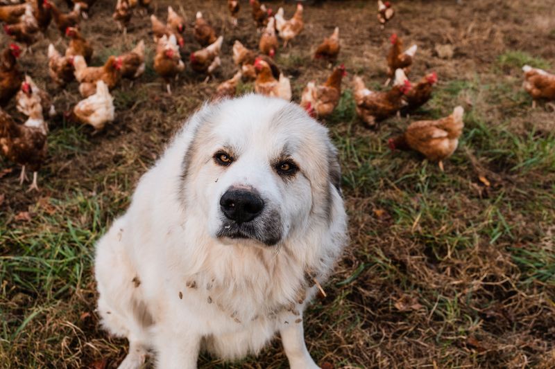 Pyrenean Mastiff