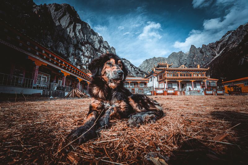 Tibetan Mastiff