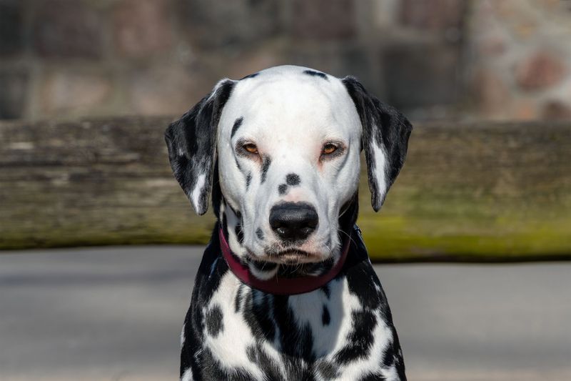 Recent Clear Photos of the Dog
