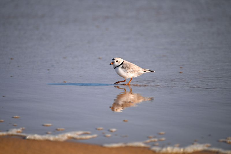 Nesting Birds Can Close Sand Without Warning