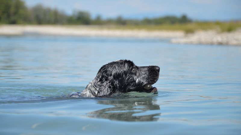 Newfoundland