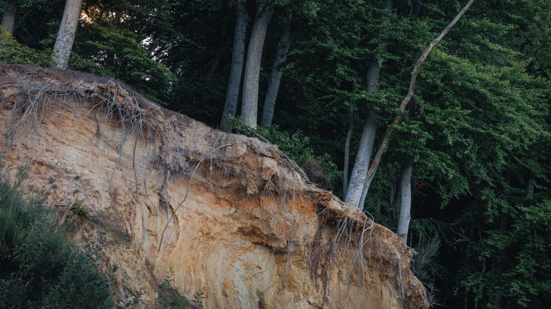 Washed-Out Soil Around Trees