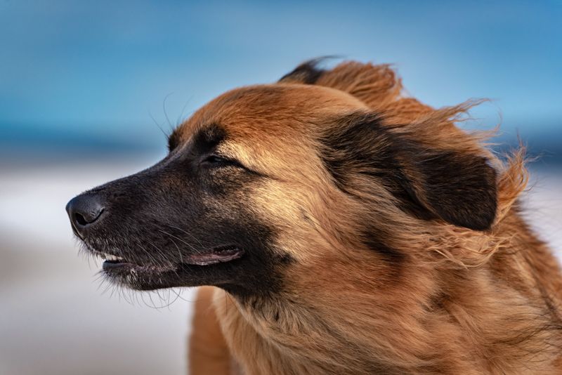 Keep Your Dog's Rabies Certificate Current