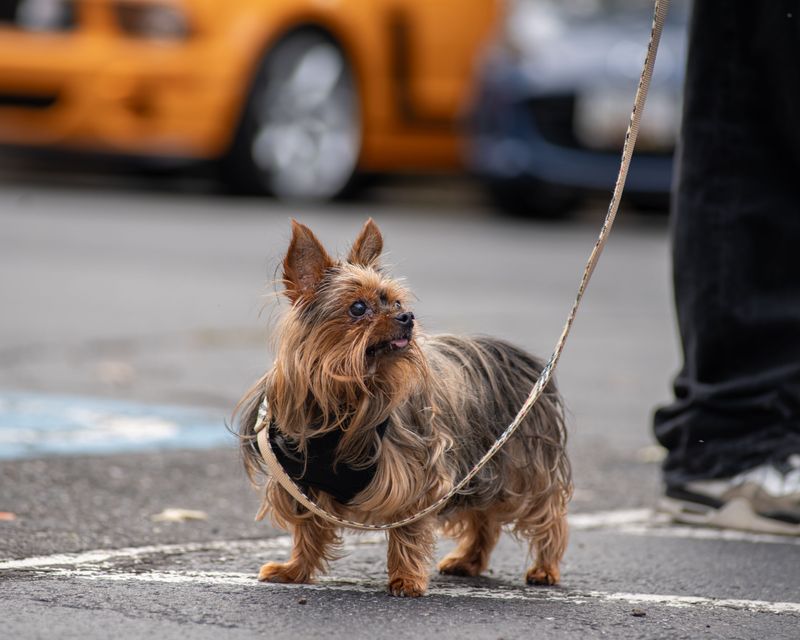 Give Your Dog a Potty Break Before Boarding