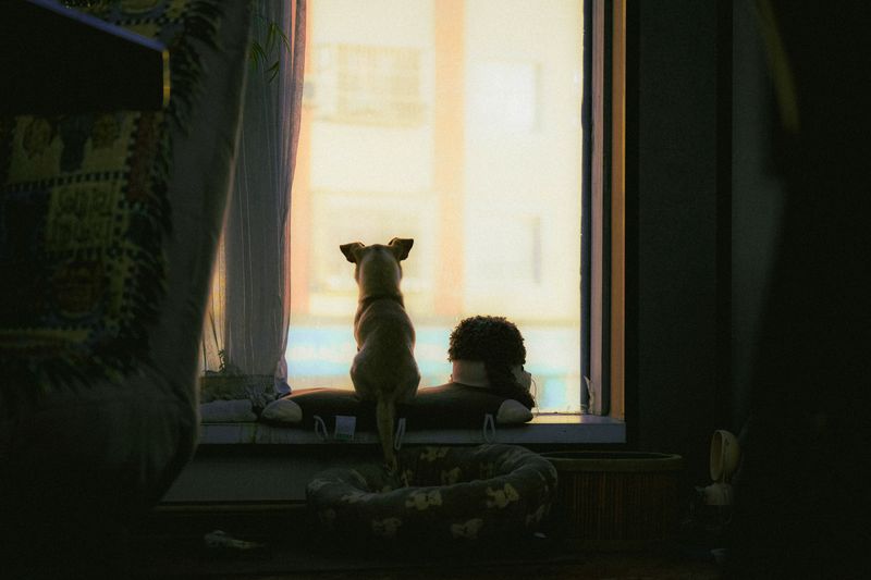 Relax When People Pass Outside Windows