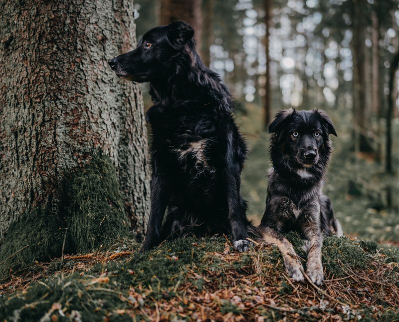 Do Not Let Your Dog Chase the Bear