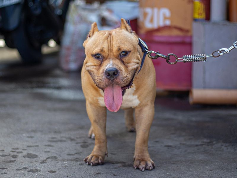 Keep Your Dog on a Short Leash