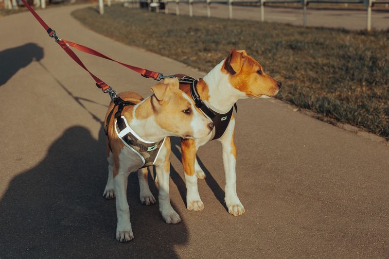 Accepting Leash And Harness Handling