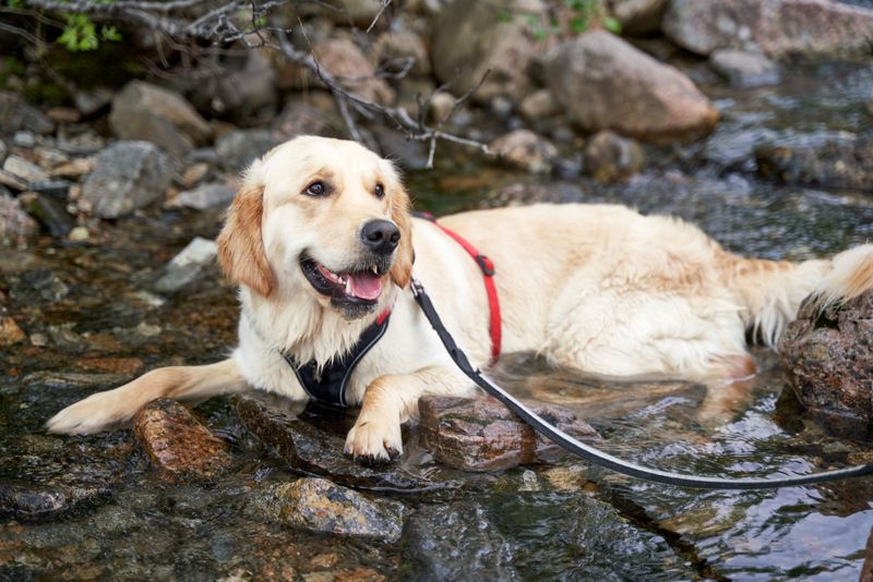 Keep Your Dog Close Near Moving Water