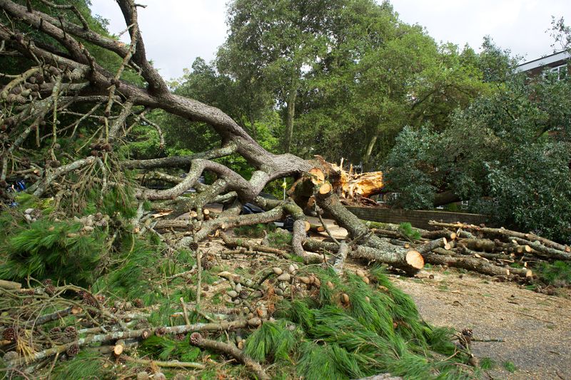 Keep Dogs Away From Storm Debris