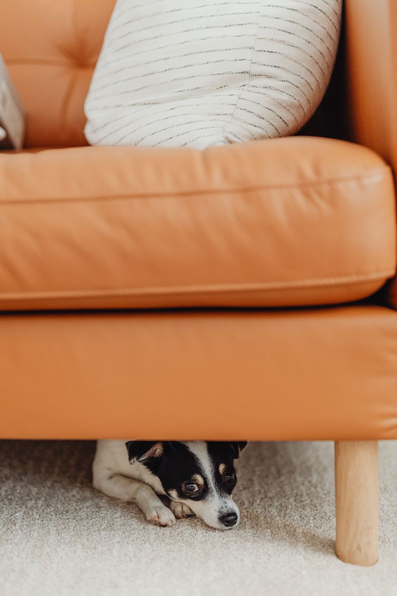 Loud Weather Can Send A Dog Running