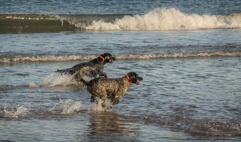 Watch Dogs Near Incoming Waves