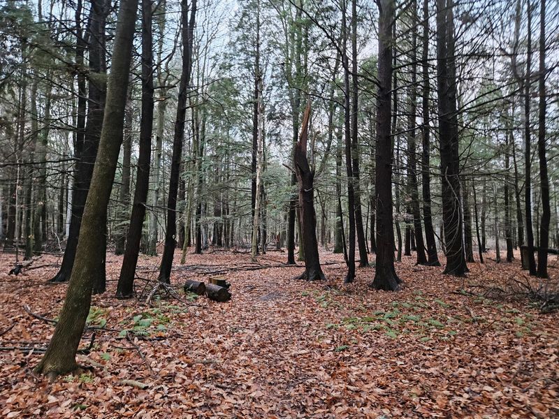 Lautenbach Woods Nature Preserve