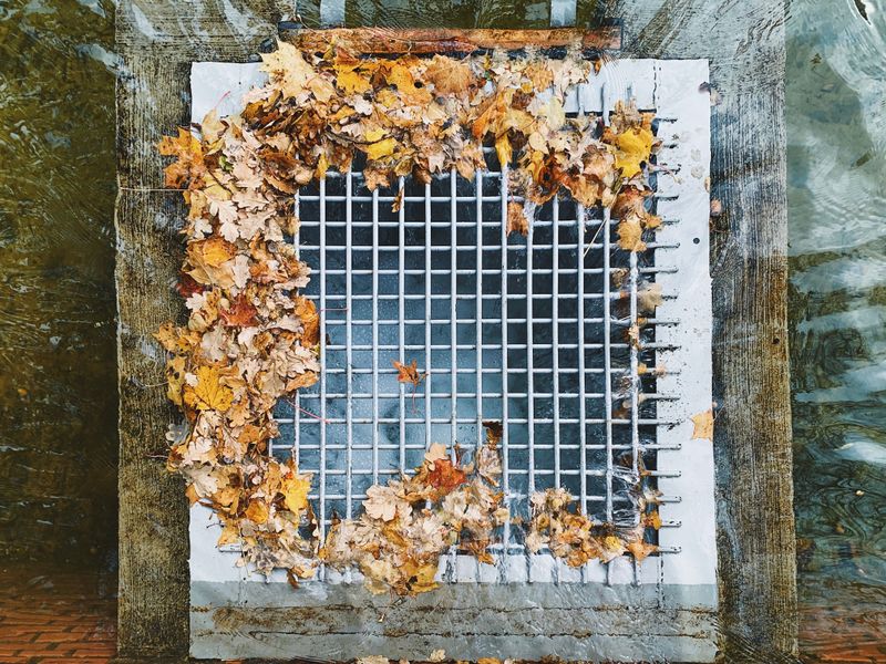 Blocked Drains And Standing Water For Dogs