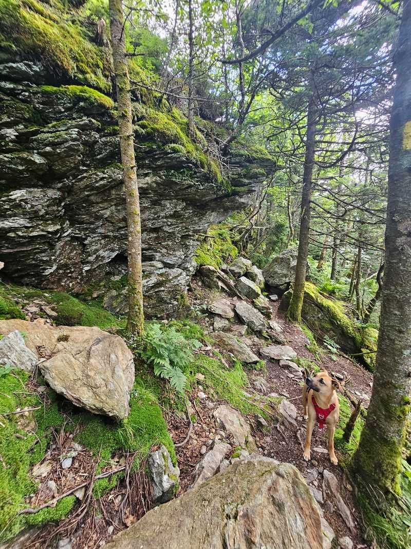 Climb Camel's Hump With a Leash in Hand