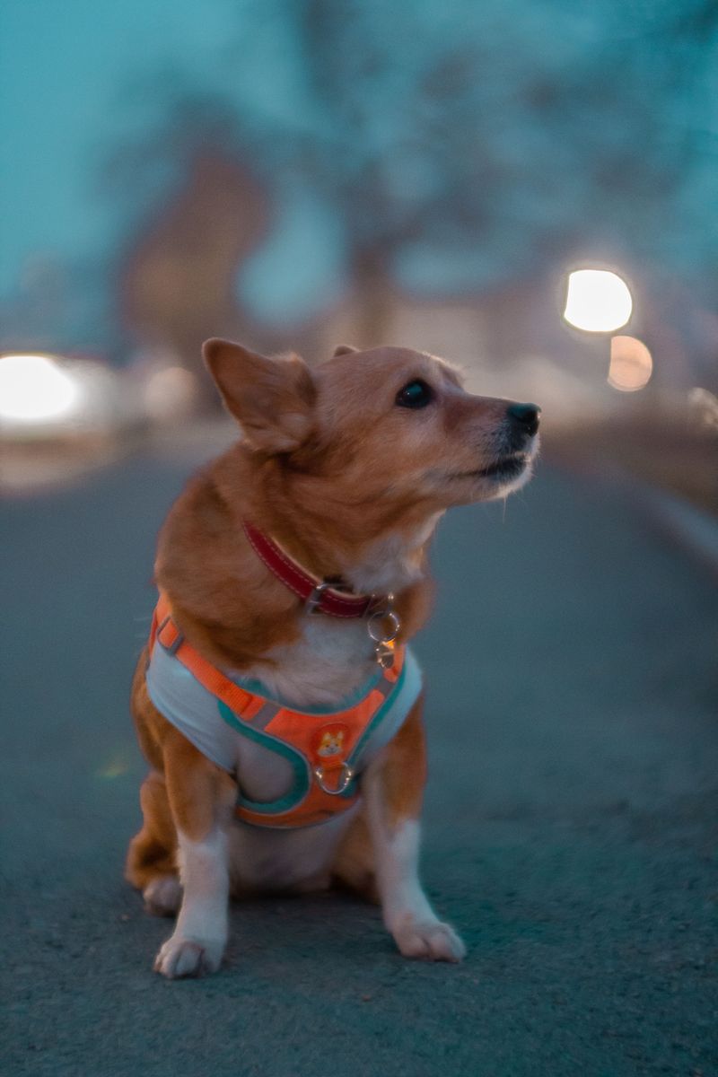 Light Up Evening Walks Near Roads