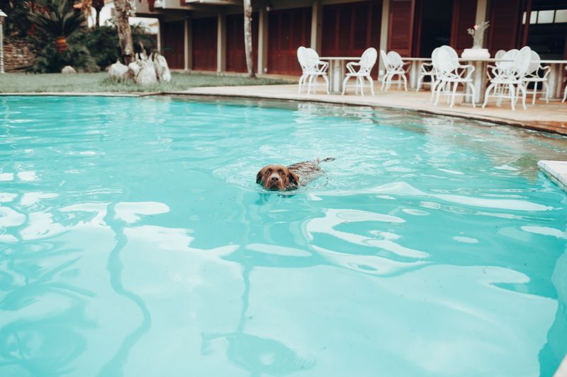 Gulping Pool Water Between Fetches