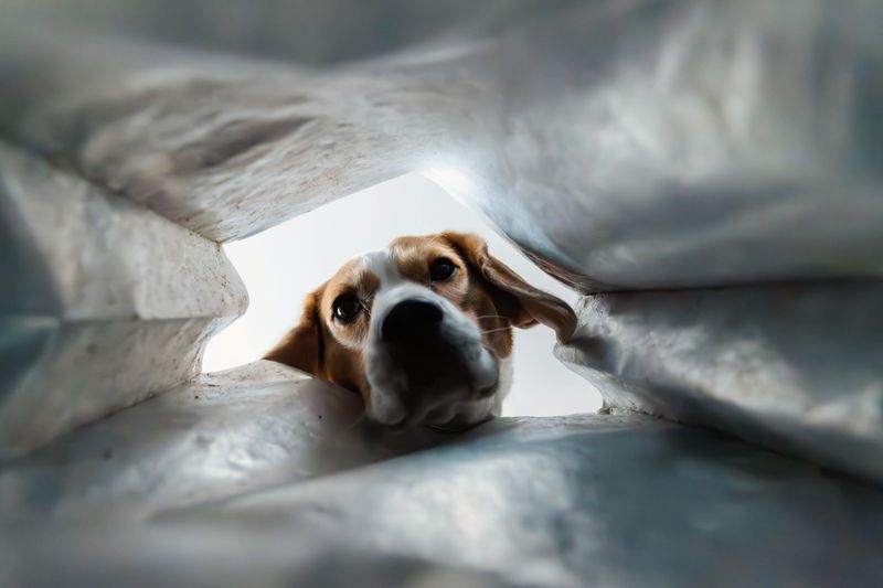 Make Trash Cans Genuinely Puppy-Resistant