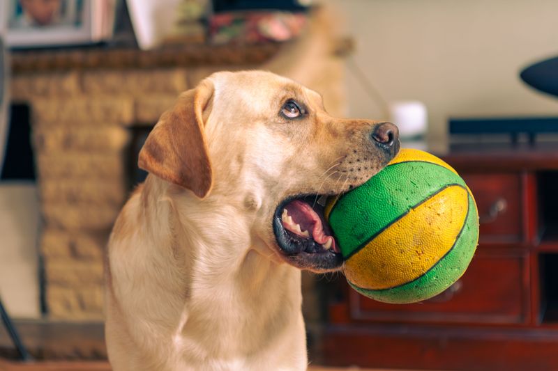 Indoor Exercise Can Keep Dogs Moving