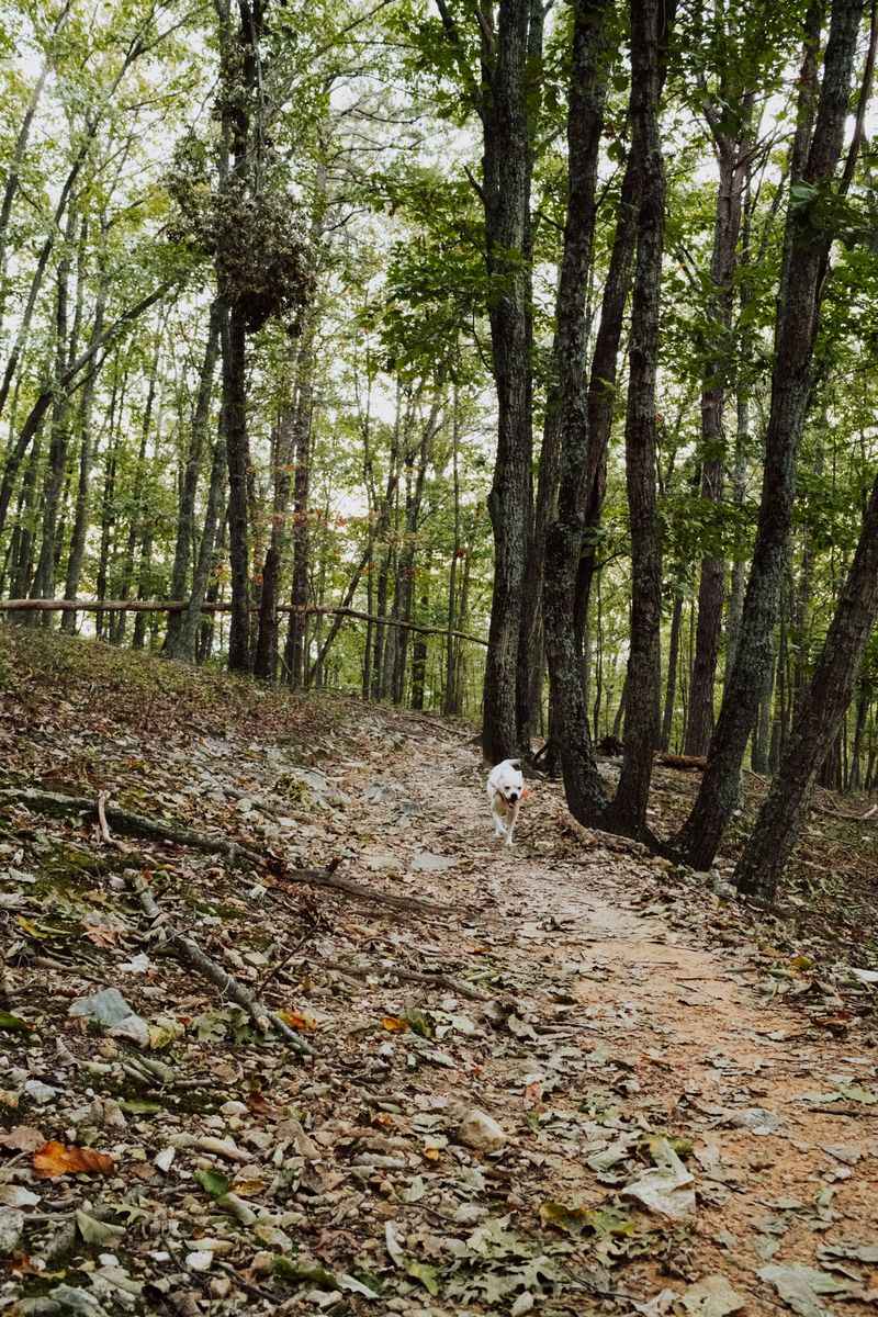 Turning a Trail Into a Free-For-All