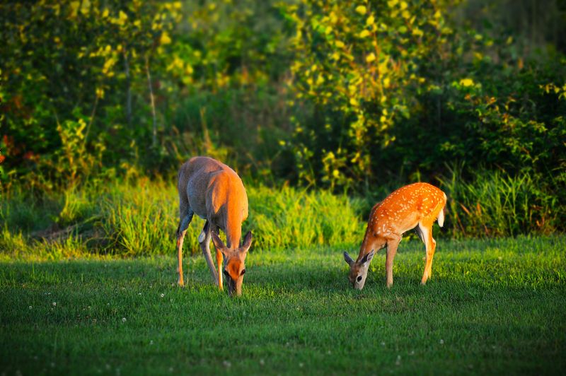 Deer Can Help Ticks Spread Through an Area