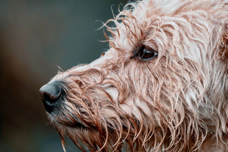 That Musty Wet-Dog Smell That Will Not Quit