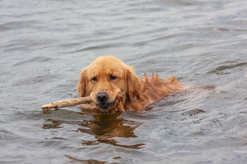 That Stronger Smell After Swims And Rainstorms