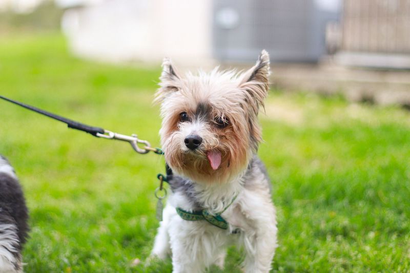 Clip On the Leash in New Places