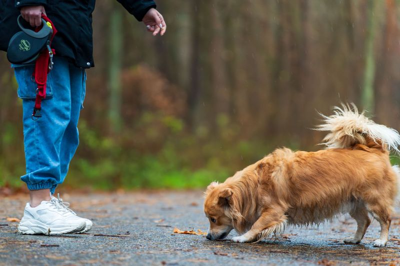Watch Where Your Dog Sniffs and Steps