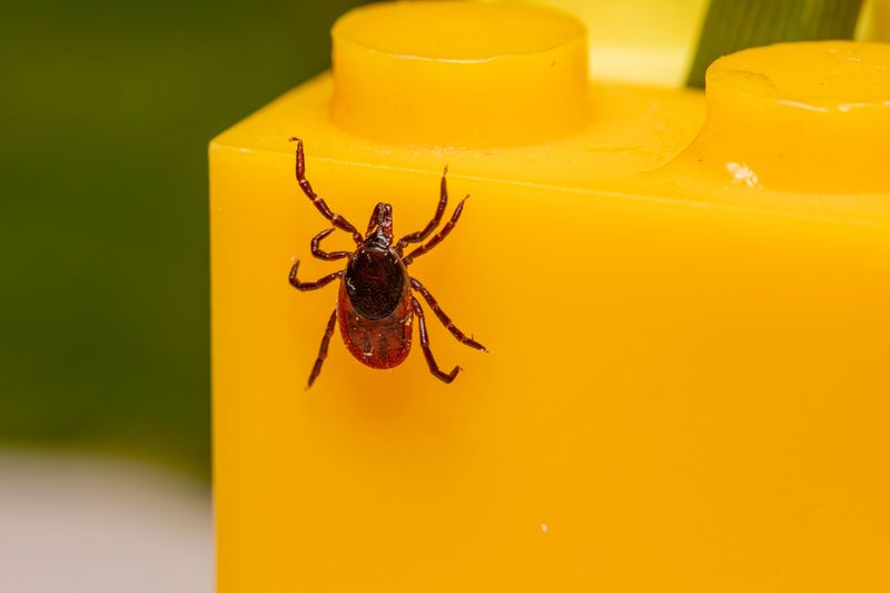 Pest Treatments Along Dog Paths