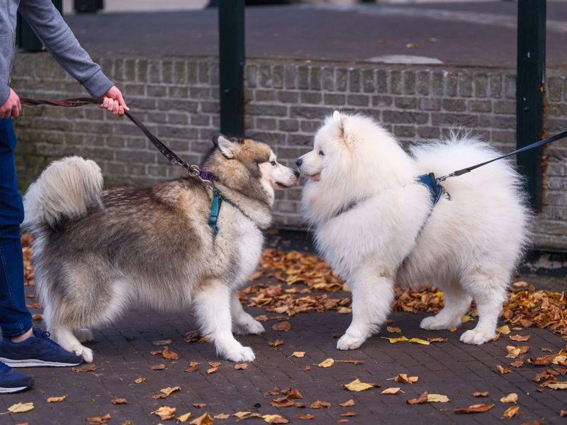 Visiting Dogs And Suddenly Loosened Manners