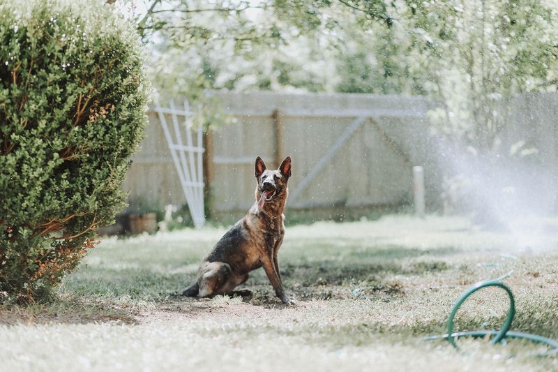Watch For Tethering Hazards Around The Yard