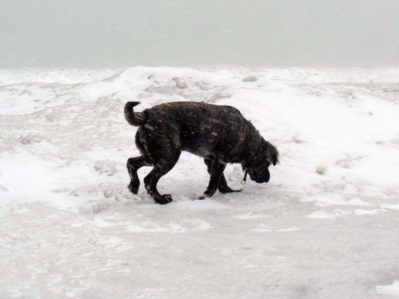 Signs a Dog Is Struggling in Severe Weather