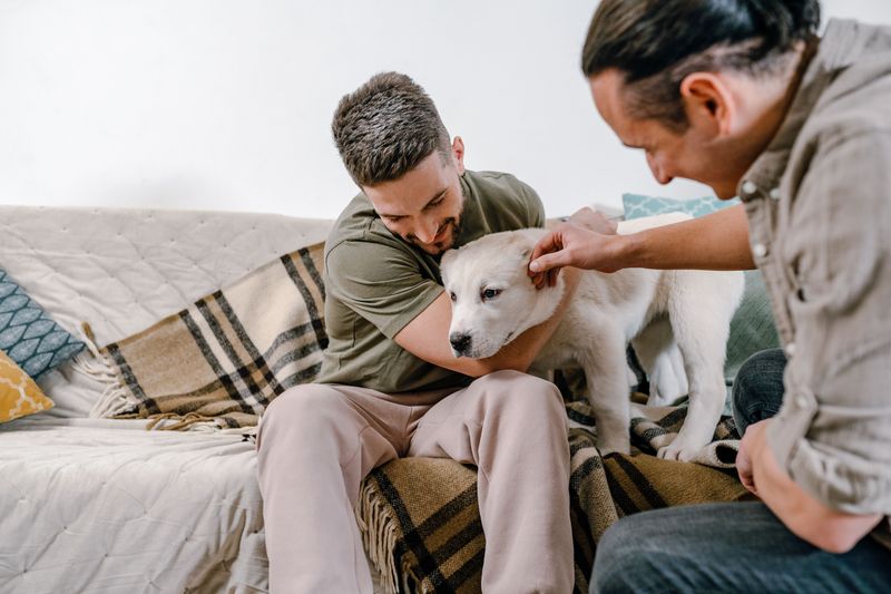 The Dog You Had Before the Wedding Usually Stays Yours