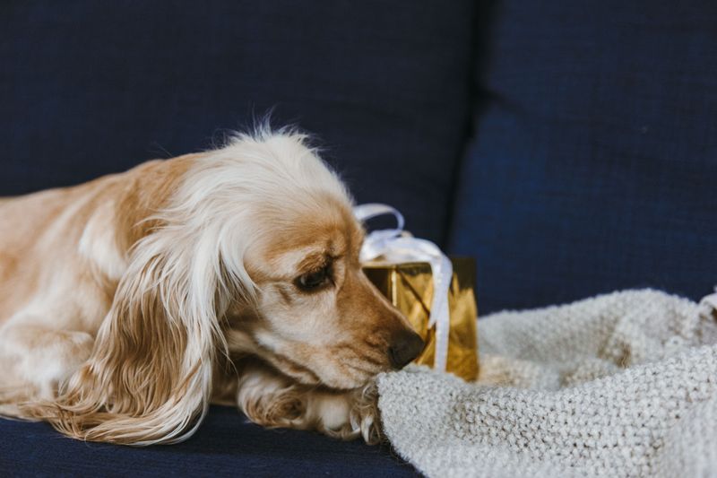 Gifted and Inherited Dogs Can Belong to One Spouse